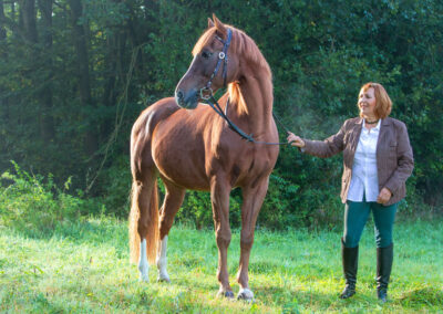 Pferd und Reiter im Sonnenlicht